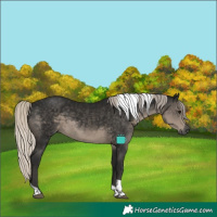 Horse Color:Gray Silver Smoky Black Tobiano 