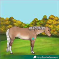 Horse Color:Silver Bay Dun Tobiano 