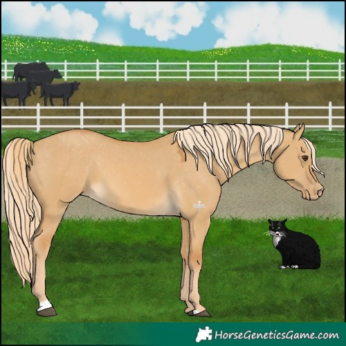 Horse Color:Palomino Dun Appaloosa