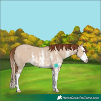 Horse Color:Red Dun Sabino Splash 