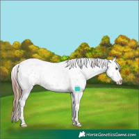 Horse Color:Red Dun Sabino Splash