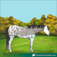 Horse Color:Grullo Roan Splash Blanket