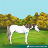 Horse Color:Buckskin Roan Dun Sabino Splash Near Fewspot