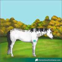 Horse Color:Grullo Sabino Splash Frame