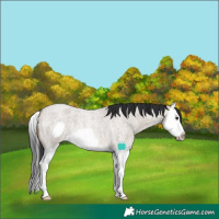 Horse Color:Brown Roan Dun Splash Frame