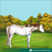 Horse Color:Red Dun Sabino Splash Frame Varnish 