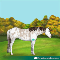 Horse Color:Liver Red Dun Sabino Splash Blanket