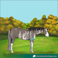 Horse Color:Brown Dun Sabino Splash 