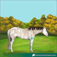 Horse Color:Gray Amber Champagne Dun Sabino Splash Blanket 