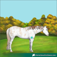 Horse Color:Gold Champagne Dun Sabino Splash 