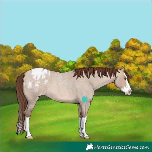 Horse Color:Sable Champagne Roan Dun Splash Appaloosa 