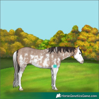 Horse Color:Bay Dun Sabino Splash 