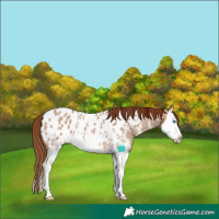 Horse Color:Red Dun Sabino Splash Near Leopard