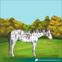 Horse Color:Grullo Sabino Splash