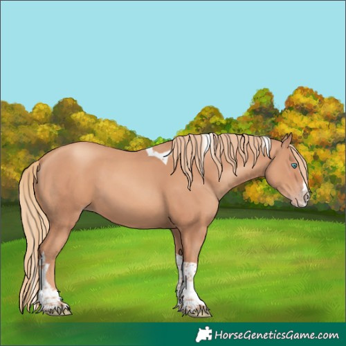 Horse Color:Gold Champagne Splash Tobiano