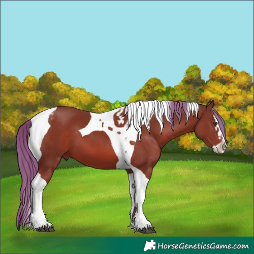 Horse Color:Chestnut Splash Tobiano 