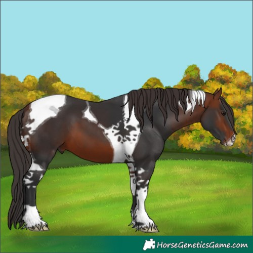 Horse Color:Bay Tobiano 