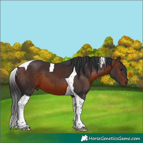 Horse Color:Brown Tobiano 
