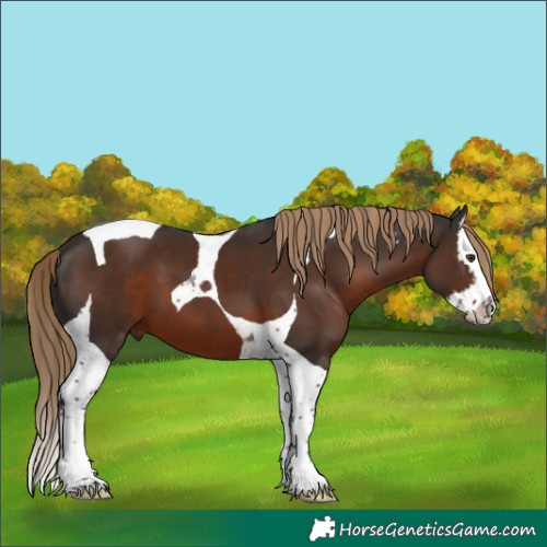 Horse Color:Liver Chestnut Splash Tobiano 