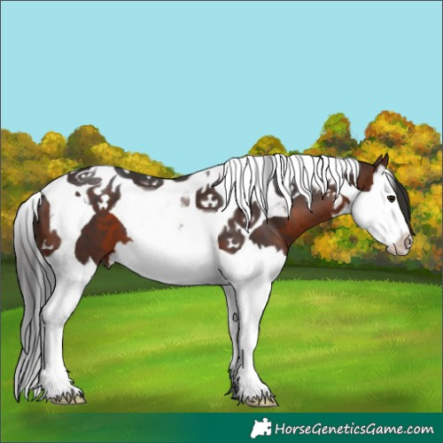 Horse Color:Brown Splash Tobiano