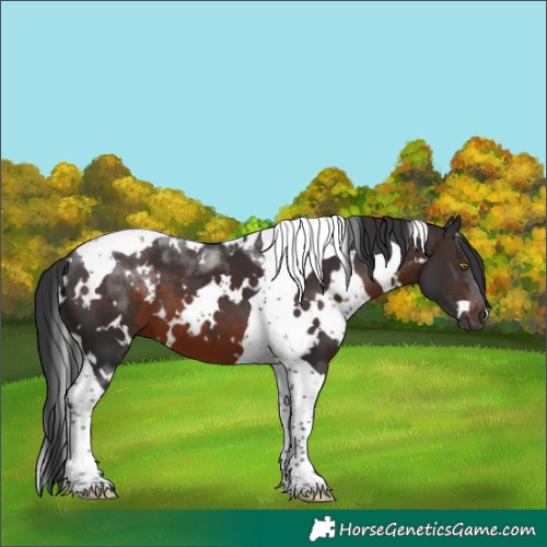 Horse Color:White Spotted Brown Tobiano