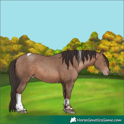 Horse Color:Sable Champagne Tobiano