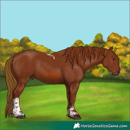 Horse Color:Chestnut Tobiano Rabicano 