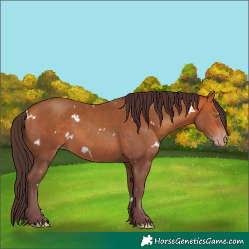 Horse Color:White Spotted Amber Champagne 