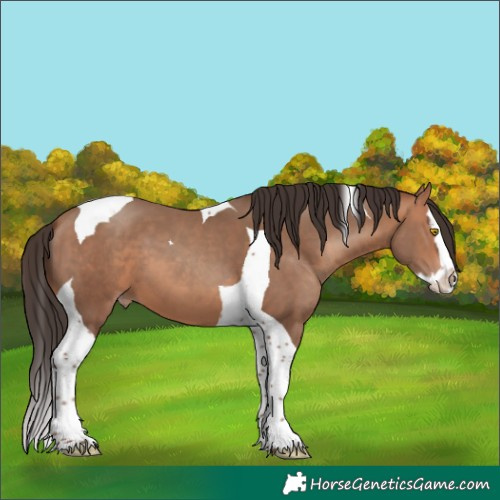 Horse Color:Amber Champagne Splash Tobiano 