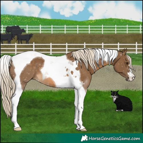Horse Color:Chocolate Palomino Tobiano