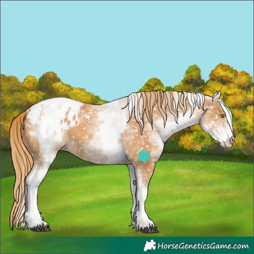 Horse Color:White Spotted Chestnut Blanket