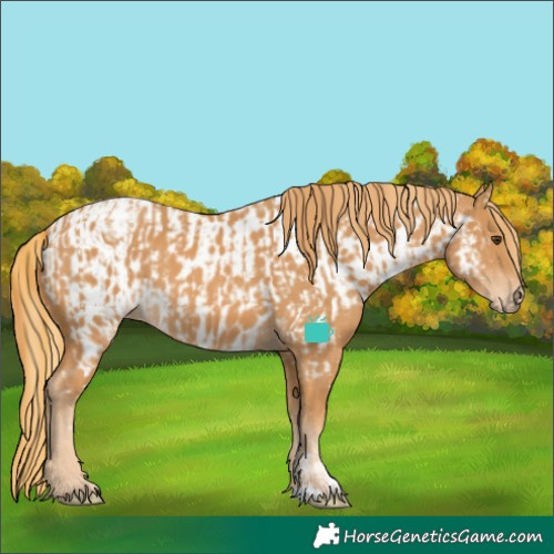 Horse Color:Chestnut  and Chestnut Appaloosa 