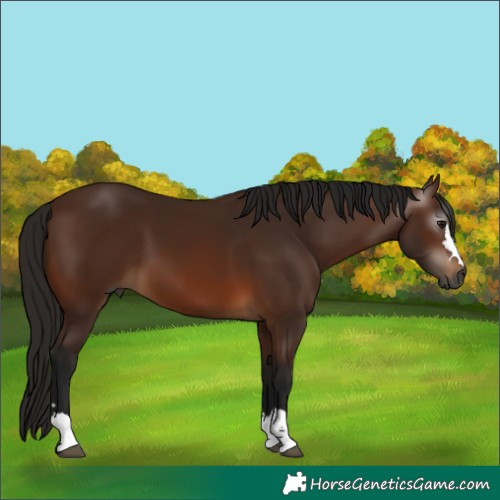 Horse Color:Unknown 