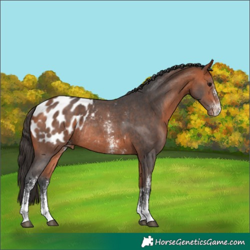 Horse Color:Bay Sabino Appaloosa Rabicano 