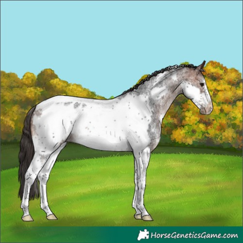 Horse Color:Bay Sabino Tobiano Frame Appaloosa Rabicano 