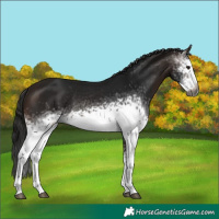 Horse Color:Gray White Spotted Bay Frame Rabicano