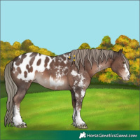 Horse Color:Liver Chestnut Mushroom Sabino Appaloosa 