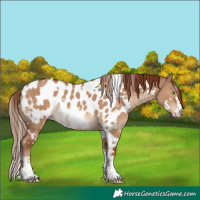 Horse Color:White Spotted Red Dun Appaloosa 