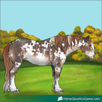 Horse Color:White Spotted Liver Chestnut Sabino 