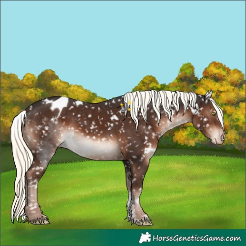 Horse Color:White Spotted Liver Chestnut Mushroom Sabino Blanket