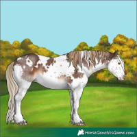 Horse Color:White Spotted Liver Chestnut Splash
