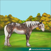 Horse Color:White Spotted Liver Chestnut Mushroom Sabino Appaloosa 