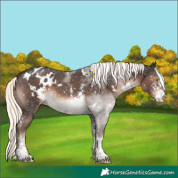 Horse Color:White Spotted Liver Chestnut Mushroom Sabino Blanket 