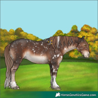 Horse Color:White Spotted Liver Chestnut Sabino Blanket
