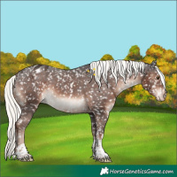 Horse Color:Liver Chestnut Mushroom Sabino Blanket