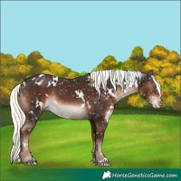 Horse Color:White Spotted Liver Chestnut Mushroom Appaloosa