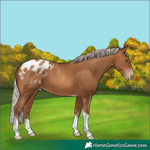 Horse Color:Gray Silver Amber Champagne Tobiano Blanket 
