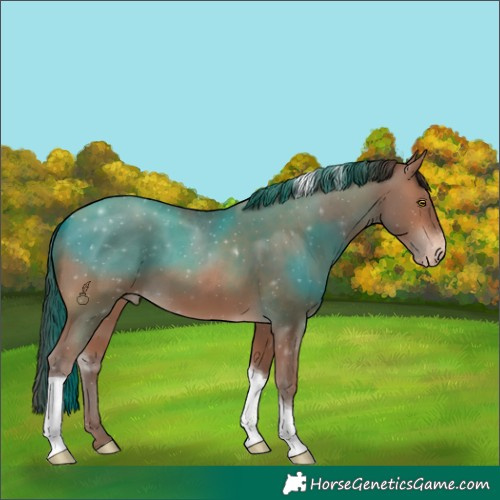 Horse Color:Amber Champagne Tobiano Appaloosa Rabicano