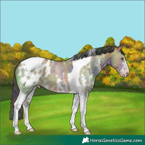 Horse Color:Gray Nacre Amber Champagne Dun Sabino Tobiano Appaloosa