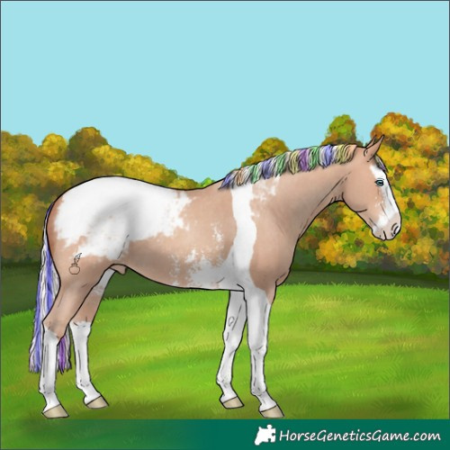 Horse Color:Painted Silver Amber Champagne Sabino Splash Tobiano Appaloosa 